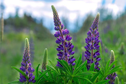 Lupin Flower (Lupin Protein)