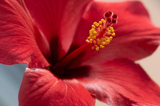 Hibiscus Flower Acids (Hibiscus Sabdariffa)