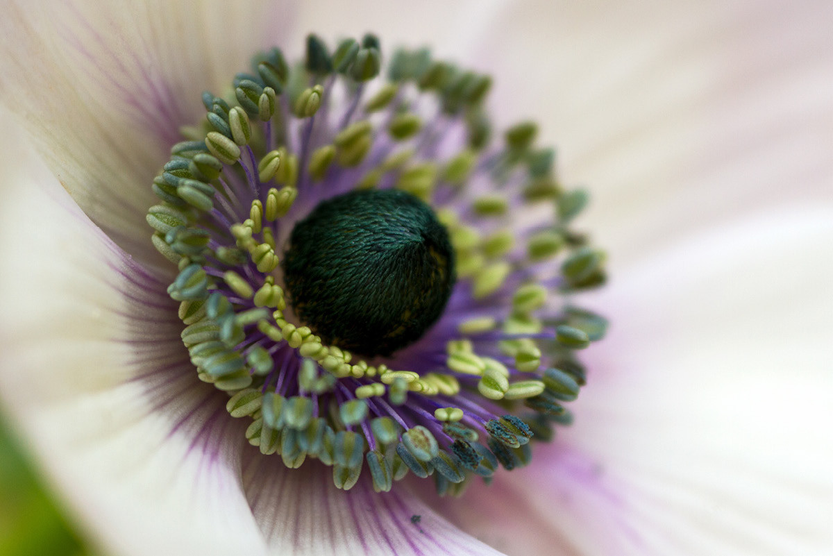 Our Natural Active Ingredient