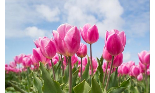 Parfum floral : découvrez les parfums les plus enivrants du printemps