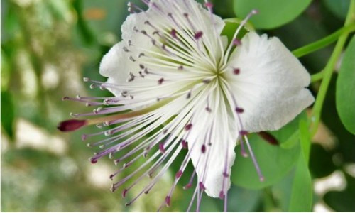 Le Bouton Floral du caprier