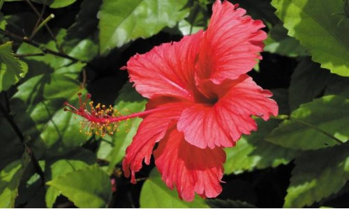 Acides de fleurs d'Hibiscus