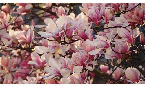 Les bienfaits de l'écorce de Magnolia : une plante aux vertus anti-inflammatoires et apaisantes